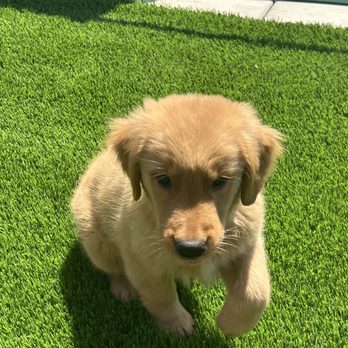 Golden retriever