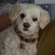 Lillo L. profile