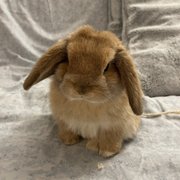 RunCinnabun R. profile